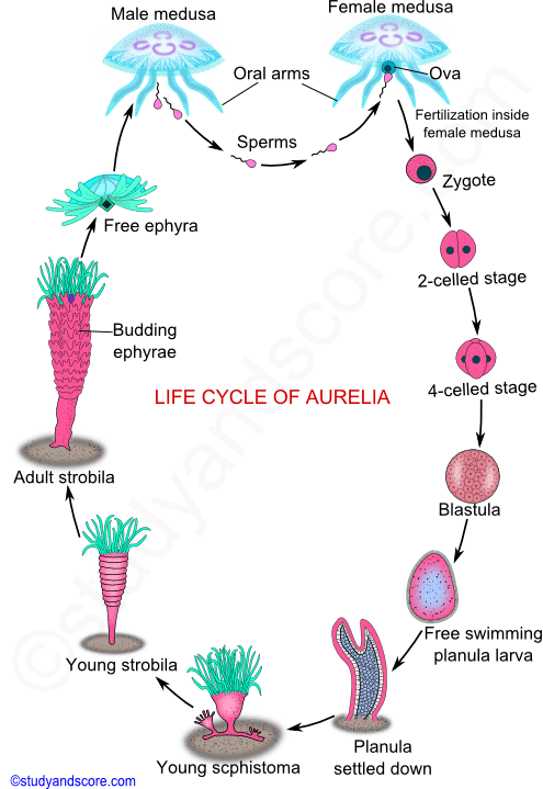 life cyle of aurelia, medusa, planula larva, strobila, ephyra